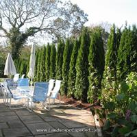 Click to view album: Leyland Cypress Privacy Screening