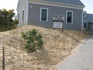 Natural Beach Grass
