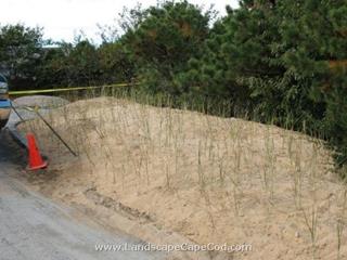 Beach Grass Planting