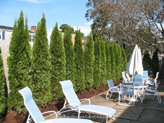 Leylands grows rapidly – up to 3-4 ft. per year! Easily pruned to your desired height and shape. Even without trimming, your Leyland Cypress trees will grow in a uniform, symmetrical shape that gives you a dense, living wall.